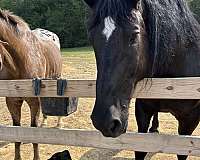 draft-horse