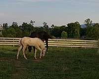 ra-colt