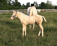 cremello-racehorse