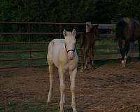 cremello-ra-horse