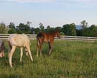 star-hind-left-sock