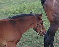 star-hind-left-sock-horse