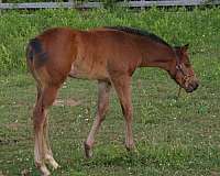 bay-star-hind-left-sock-horse