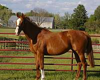 blaze-horse