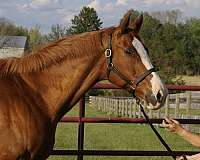 chestnut-front-left-stocking-horse