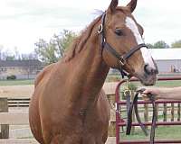 chestnut-overo-racing-horse