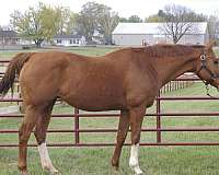 chestnut-overo-sport-horse