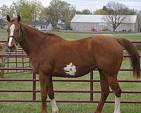 chestnut-overo-racehorse