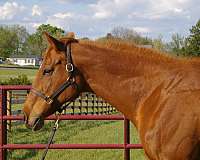 hind-right-sock
