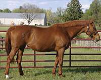 hind-right-sock-horse