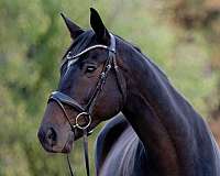 thoroughbred-gelding