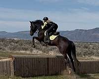 thoroughbred-horse-for-sale