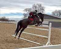 thoroughbred-horse