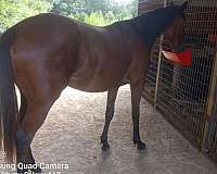 henrythenavigator-horse