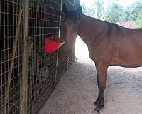 henrythenavigator-filly