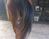 track-filly