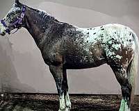 white-with-spots-over-back-hipsstar-stripe-sniplf-partial-stockinglh-partial-stockingrf-horse