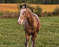 red-roan-white-with-spots-over-back-hipsstar-stripe-sniplf-partial-stockinglh-partial-stockingrf-hor