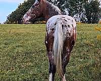 red-roan-white-with-spots-over-back-hipsstar-stripe-sniplf-partial-stockinglh-partial-stockingrf-hor