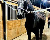 none-horse