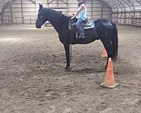 black-none-horse