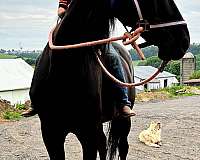 all-around-morgan-horse