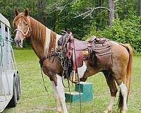 tennessee-walking-gelding