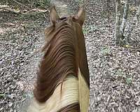 backed-tennessee-walking-horse