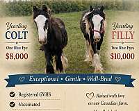 gypsy-vanner-filly