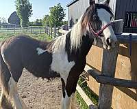 gypsy-vanner-horse-for-sale