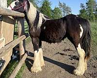 gypsy-vanner-horse