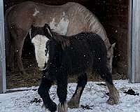 gypsy-vanner-horse-for-sale
