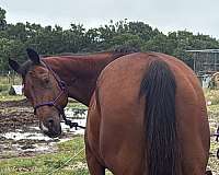 reining-quarter-horse