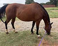 cow-bred-quarter-horse