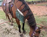 gentle-quarter-horse