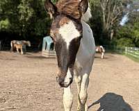 black-icelandic-colt