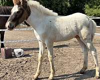 black-usihc-colt