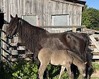 none-horse