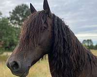 black-none-horse