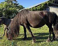 friesian-horse