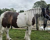 bonds-gypsy-vanner-horse