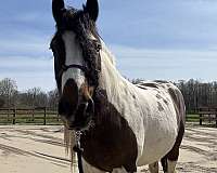 foundered-gypsy-vanner-horse