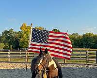 needs-work-gypsy-vanner-horse
