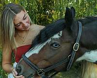 parties-gypsy-vanner-horse