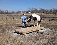 teenager-gypsy-vanner-horse