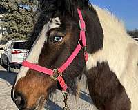 foundered-mare