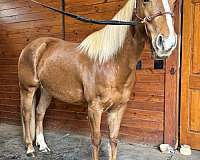 chestnut-stripe-socks-horse