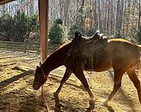 all-around-quarter-horse
