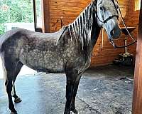 all-around-mustang-horse