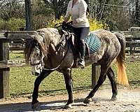 athletic-mustang-horse